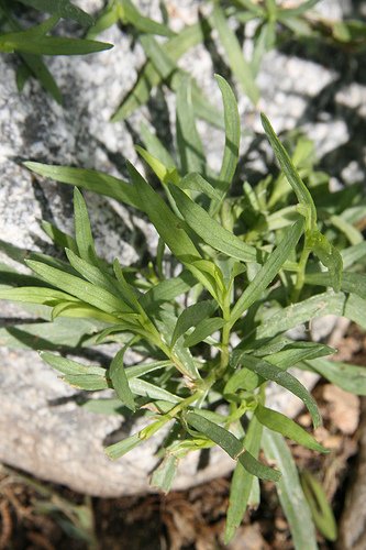 Tarragon Herb 100 Seeds