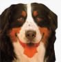 Animal-Shaped Board Books: Dogs & Puppies