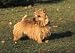 Norwich Terrier Attentive Returned from Profile - 24