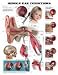 Middle Ear Conditions Anatomical Chart