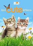 Too Cute Kittens