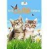 Too Cute Kittens