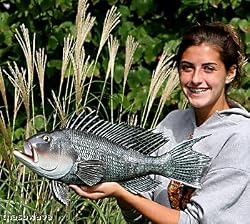 Taxidermy 20" Fiberglass Sea Bass Fish Wall Mount