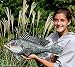 Taxidermy 20" Fiberglass Sea Bass Fish Wall Mount