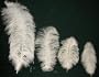 Ostrich-White 20 Drab Ostrich Feathers-For Eiffel Tower Vase-17-19" Long