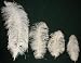 White 25 Drab Ostrich Feathers-For Eiffel Tower Vase-17-19 Long