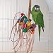 Bird Toy - Wild Series - Bonkers Challenge Toy - Great Toy for Medium to Large Birds