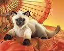 Plush Siamese Cat Puppet 15"