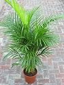 Chrysalidocarpus lutescens Areca Palm - Butterfly Palm 1.1m GGOIP3