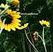 Darden Smith-Sunflower