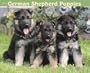 Just German Shepherd Puppies