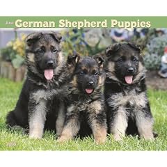Just German Shepherd Puppies 2010 Calendar