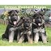 Just German Shepherd Puppies 2010 Calendar