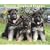 Just German Shepherd Puppies 2010 Calendar
