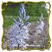 1 Oz Wild Hyacinth (Camassia scilloides) Bulk Wildflower Seeds