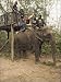 Photo Jigsaw 16x12 (40x30cm) Japanese tourists board the elephant that will take them on safari by Robert Harding