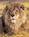 Wild African Safari Lion Art Print POSTER King Jungle - 20" x 16"