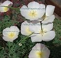 250 California Poppy Seeds White Linen Poppies.