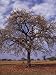 Shea Tree in a School Yard, near Lira, Uganda Photographic Poster Print by David Pluth, 9x12