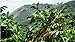 2 Pounds, Whole Bean Coffee: Premium Select From RhoadsRoast Coffees (Kenya AA+ Karundul Coffee Beans Finest Auction Lot, 2 Pounds Medium Roast)