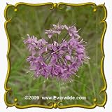 Prairie Onion (Allium stellatum) Jumbo Wildflower Seed Packet - 600 Seeds