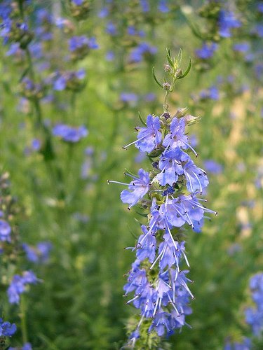 Anise Herb 100 Seeds-Spicy Flavor-GARDEN FRESH PACK!