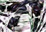 BLOOMY GIRLS-