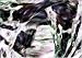 BLOOMY GIRLS 別画像