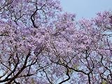 Jacarandas Trees Bloom in City Parks, Parque 3 de Febrero, Palermo, Buenos Aires, Argentina Photographic Poster Print by Michele Molinari, 48x64