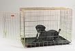 ProSelect Gold Fold-Down Dog Crate - X-Small 18"L x 12"W x 15"H