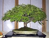 Zelkova+bonsai+tree