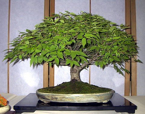 Zelkova+bonsai