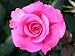 Edelrose 