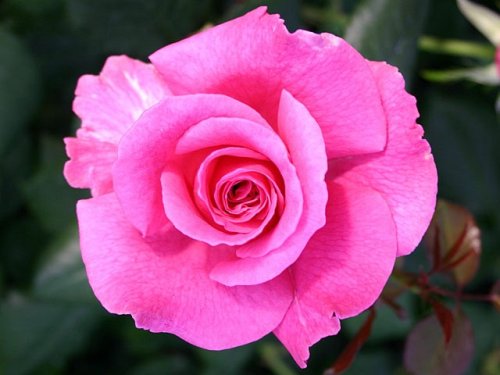 Edelrose