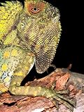 Abbott's Dragon, Native to Thailand Photographic Poster Print