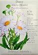 Shasta Daisy Heirloom Seeds 275 Seeds