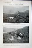 1907 SCOTLAND MOORS SHOOTING DOGS POINTER HEATHER SPORT