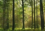 1art1 40585 W&auml;lder - Herbst-Wald 8-teilig, Fototapete Poster-Tapete (368 x 254 cm)