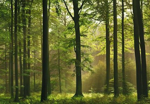 W+G 1art1 40585 W&auml;lder - Herbst-Wald 8-teilig, Fototapete Poster-Tapete (368 x 254 cm)