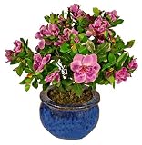 1.5ft Azalea - Purple - Artificial Plant