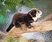 Otter, River Hand Puppet