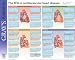 Book Understanding the ECG: Gray's Anatomy Poster Series (Gray's Anatomy Poster)