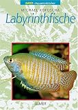 Labyrinthfische