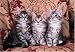 maine coon - 300 Piece Maine Coon Cat Kittens Jigsaw Puzzle