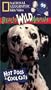 National Geographic's Really Wild Animals: Hot Dogs and Cool Cats [VHS]