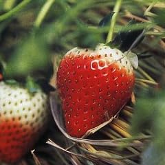 イチゴ (NHK趣味の園芸よくわかる栽培12か月)