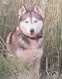 Husky by , poster print, 16 x 20
