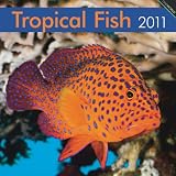 Tropical Fish 2011 Square 12X12 Wall Calendar (Multilingual Edition)
