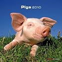 2010 Pig Calendar