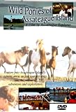 Wild Ponies of Assateague Island